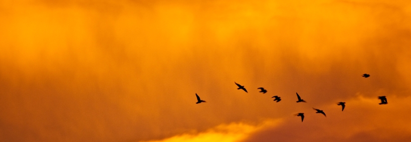 01680_sunsetandbirds_2560x1600.jpg
